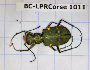  (Cicindela campestris - BC-LPRCorse1011)  @11 [ ] Copyright (2019) Julien Touroult Museum national d'Histoire naturelle, Paris