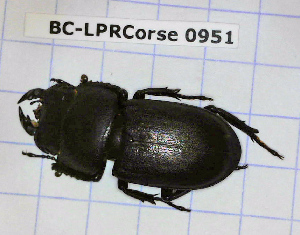  ( - BC-LPRCorse0951)  @11 [ ] Copyright (2019) Julien Touroult Museum national d'Histoire naturelle, Paris
