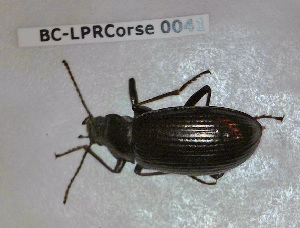  ( - BC-LPRCorse0041)  @11 [ ] Copyright (2019) Julien Touroult Museum national d'Histoire naturelle, Paris