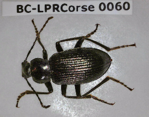  ( - BC-LPRCorse0060)  @11 [ ] Copyright (2019) Julien Touroult Museum national d'Histoire naturelle, Paris