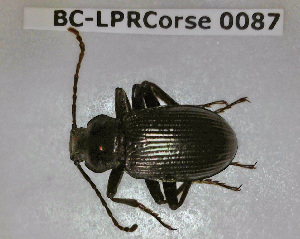 ( - BC-LPRCorse0087)  @11 [ ] Copyright (2019) Julien Touroult Museum national d'Histoire naturelle, Paris