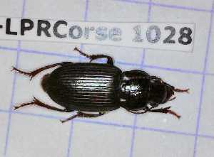  (Harpalus bellieri - BC-LPRCorse1028)  @11 [ ] Copyright (2019) Julien Touroult Museum national d'Histoire naturelle, Paris