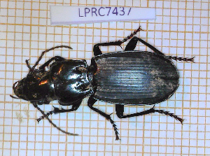  ( - LPRC7437)  @11 [ ] Copyright (2020) Julien Touroult Museum national d'Histoire naturelle