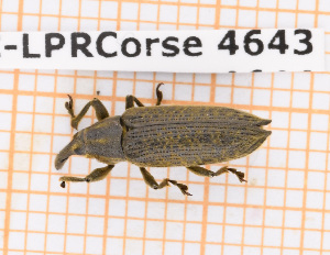 ( - BC-LPRCorse4643)  @11 [ ] Copyright (2020) Julien Touroult Museum national d'Histoire naturelle