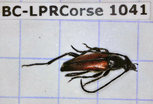  ( - BC-LPRCorse1041)  @11 [ ] Copyright (2019) Julien Touroult Museum national d'Histoire naturelle, Paris