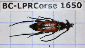  ( - BC-LPRCorse1650)  @11 [ ] Copyright (2019) Julien Touroult Museum national d'Histoire naturelle, Paris