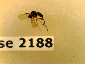  (Teuchophorus monacanthus - BC-LPRCorse2188)  @11 [ ] Copyright (2020) Marc Pollet Museum national d'Histoire naturelle
