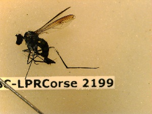  ( - BC-LPRCorse2199)  @11 [ ] Copyright (2020) Marc Pollet Museum national d'Histoire naturelle