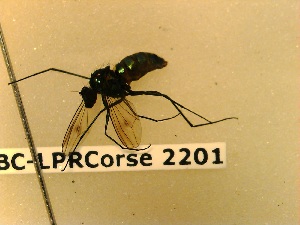  ( - BC-LPRCorse2201)  @11 [ ] Copyright (2020) Marc Pollet Museum national d'Histoire naturelle