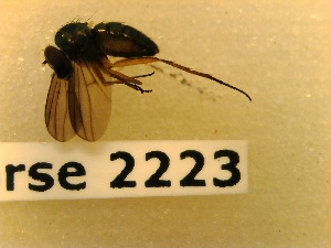  ( - BC-LPRCorse2223)  @11 [ ] Copyright (2020) Marc Pollet Museum national d'Histoire naturelle
