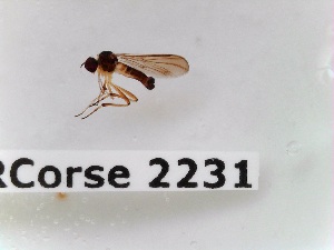  ( - BC-LPRCorse2231)  @11 [ ] Copyright (2020) Marc Pollet Museum national d'Histoire naturelle