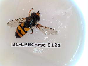  ( - BC-LPRCorse0121)  @12 [ ] Copyright (2019) Marc pollet Research Institute for Nature and Forest