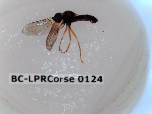  ( - BC-LPRCorse0124)  @11 [ ] Copyright (2019) Marc pollet Research Institute for Nature and Forest
