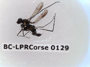  ( - BC-LPRCorse0129)  @11 [ ] Copyright (2019) Marc pollet Research Institute for Nature and Forest