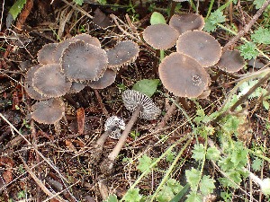  (Mycena latifolia - LPRC2021-0501)  @11 [ ] Copyright (2021) Nicolas Suberbielle Ofiice de l'Environnement de la Corse