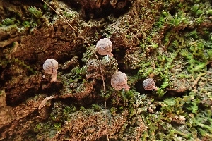  (Mycena meliigena - LPRC2021-0570)  @11 [ ] Copyright (2021) Nicolas Suberbielle Ofiice de l'Environnement de la Corse