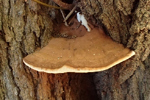  (Ganoderma applanatum - LPRC7326)  @11 [ ] Copyright (2020) Nicolas Suberbielle Unspecified