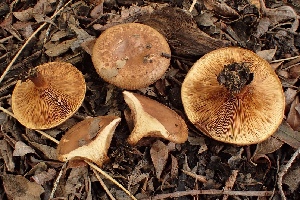  (Paxillus ammoniavirescens - LPRC7356)  @11 [ ] Copyright (2020) Nicolas Suberbielle Unspecified