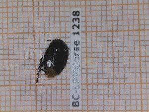  (Macroscytus brunneus - BC-LPRCorse1238)  @11 [ ] by-sa - CreativeCommons (2020) Rodolphe Rougerie Muséum National d'Histoire Naturelle