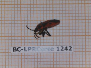  (Scantius - BC-LPRCorse1242)  @11 [ ] by-sa - CreativeCommons (2020) Rodolphe Rougerie Muséum National d'Histoire Naturelle