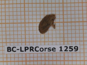  (Sciocoris sulcatus - BC-LPRCorse1259)  @11 [ ] by-sa - CreativeCommons (2020) Rodolphe Rougerie Muséum National d'Histoire Naturelle