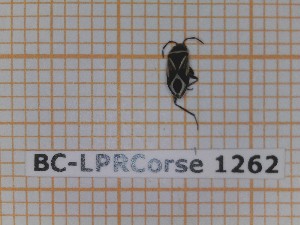  (Xanthochilus douglasi - BC-LPRCorse1262)  @11 [ ] by-sa - CreativeCommons (2020) Rodolphe Rougerie Muséum National d'Histoire Naturelle