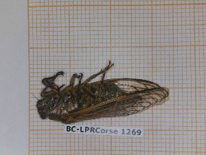  (Tibicina corsica - BC-LPRCorse1269)  @11 [ ] by-sa - CreativeCommons (2020) Rodolphe Rougerie Muséum National d'Histoire Naturelle