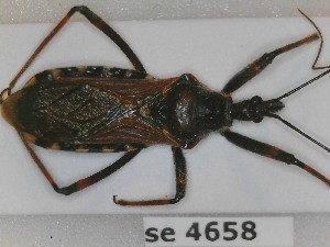  (Rhynocoris cuspidatus - BC4658)  @11 [ ] Copyright (2020) François Dusoullier Museum national d'Histoire naturelle