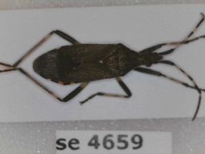  (Dicranocephalus agilis - BC4659)  @11 [ ] Copyright (2020) François Dusoullier Museum national d'Histoire naturelle