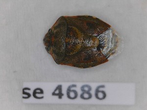  (Holcogaster fibulata - BC4686)  @11 [ ] Copyright (2020) François Dusoullier Museum national d'Histoire naturelle