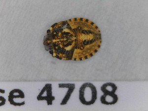  (Phimodera humeralis - BC4708)  @11 [ ] Copyright (2020) François Dusoullier Museum national d'Histoire naturelle