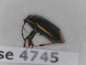  (Canthophorus fuscipennis - BC4745)  @11 [ ] Copyright (2020) François Dusoullier Museum national d'Histoire naturelle
