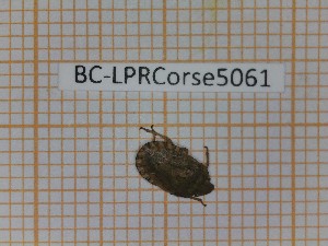  (Sciocoris macrocephalus - BC-LPRCorse5061)  @11 [ ] by-sa - CreativeCommons (2020) Rodolphe Rougerie Muséum National d'Histoire Naturelle