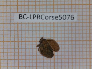  (Agalmatium flavescens - BC-LPRCorse5076)  @11 [ ] by-sa - CreativeCommons (2020) Rodolphe Rougerie Muséum National d'Histoire Naturelle