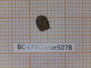  (Psacasta tuberculata - BC-LPRCorse5078)  @11 [ ] by-sa - CreativeCommons (2020) Rodolphe Rougerie Muséum National d'Histoire Naturelle