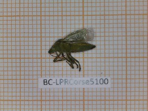  (Acrosternum - BC-LPRCorse5100)  @11 [ ] by-sa - CreativeCommons (2020) Rodolphe Rougerie Muséum National d'Histoire Naturelle