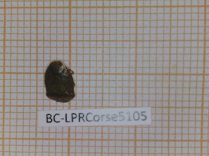  (Dryadocoris apicalis - BC-LPRCorse5105)  @11 [ ] by-sa - CreativeCommons (2020) Rodolphe Rougerie Muséum National d'Histoire Naturelle