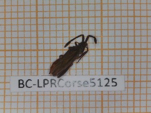  ( - BC-LPRCorse5125)  @11 [ ] by-sa - CreativeCommons (2020) Rodolphe Rougerie Muséum National d'Histoire Naturelle