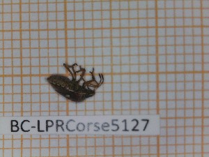  (Stagonomus bipunctatus bipunctatus - BC-LPRCorse5127)  @11 [ ] by-sa - CreativeCommons (2020) Rodolphe Rougerie Muséum National d'Histoire Naturelle