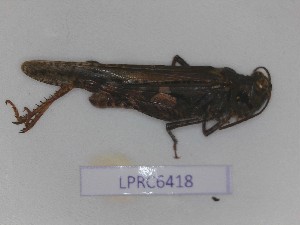  (Acrotylus braudi - BC-LPRCorse6418)  @11 [ ] CC-by (2023) François Dusoulier Museum national d'Histoire naturelle, Paris