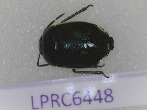  (Canthophorus melanopterus - BC-LPRCorse6448)  @11 [ ] CC-by (2023) François Dusoulier Museum national d'Histoire naturelle, Paris
