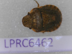  (Sciocoris maculatus - BC-LPRCorse6462)  @11 [ ] CC-by (2023) François Dusoulier Museum national d'Histoire naturelle, Paris