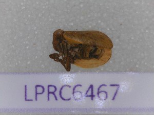  (Hysteropterum dolichotum - BC-LPRCorse6467)  @11 [ ] CC-by (2023) François Dusoulier Museum national d'Histoire naturelle, Paris