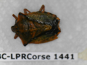  (Carpocoris mediterraneus atlanticus - BC-LPRCorse1441)  @11 [ ] Copyright (2019) François Dusoulier Museum national d'Histoire naturelle, Paris