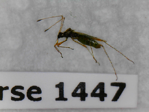  (Gampsocoris punctipes - BC-LPRCorse1447)  @11 [ ] Copyright (2019) François Dusoulier Museum national d'Histoire naturelle, Paris