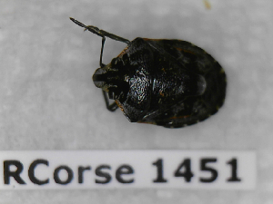  (Holcogaster fibulata - BC-LPRCorse1451)  @11 [ ] Copyright (2019) François Dusoulier Museum national d'Histoire naturelle, Paris