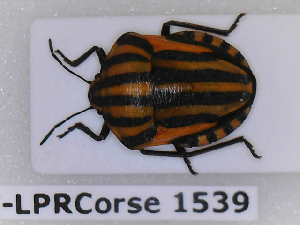  (Graphosoma italicum - BC-LPRCorse1539)  @11 [ ] Copyright (2020) François Dusoullier Museum national d'Histoire naturelle