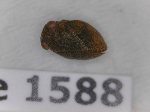  (Hysteropterum tkalcui - BC-LPRCorse1588)  @11 [ ] Copyright (2020) François Dusoullier Museum national d'Histoire naturelle