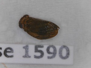  (Latilica maculipes - BC-LPRCorse1590)  @11 [ ] Copyright (2020) François Dusoullier Museum national d'Histoire naturelle
