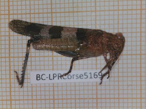  (Oedipoda caerulescens sardeti - BC-LPRCorse5169)  @11 [ ] CC-by (2023) François Dusoulier Museum national d'Histoire naturelle, Paris